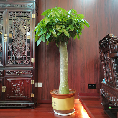 特大单杆发财树