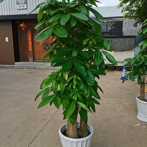 三株发财树