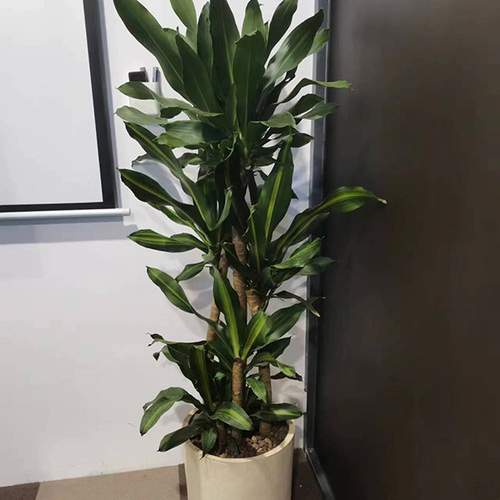 造型金星铁