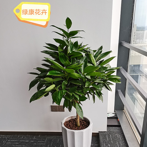 平安树