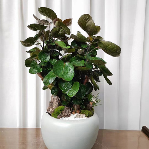 圆叶福禄桐盆栽